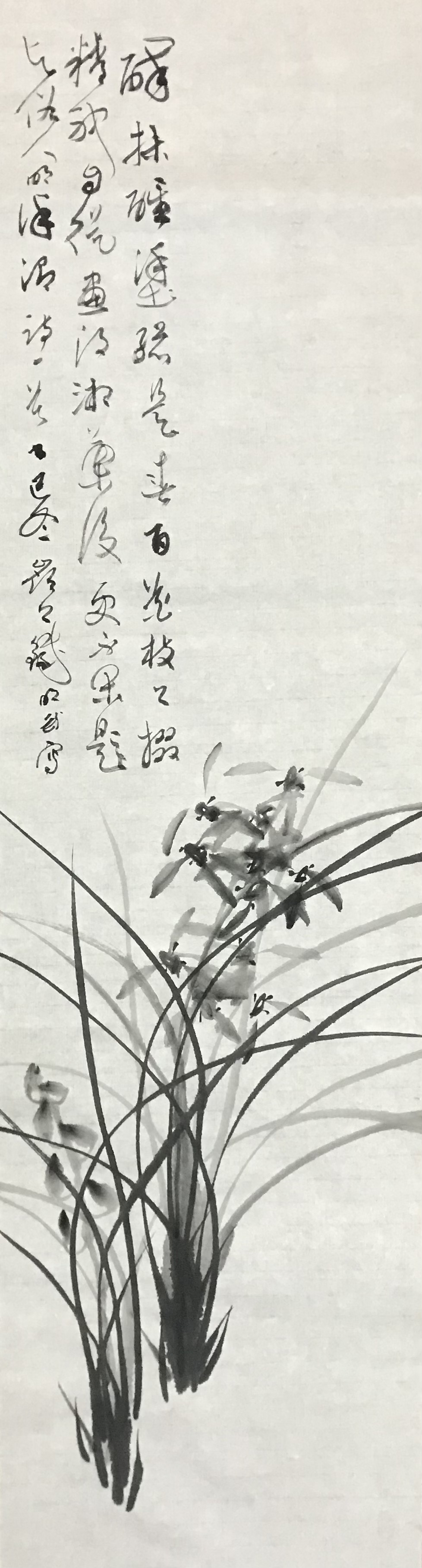 兰花图