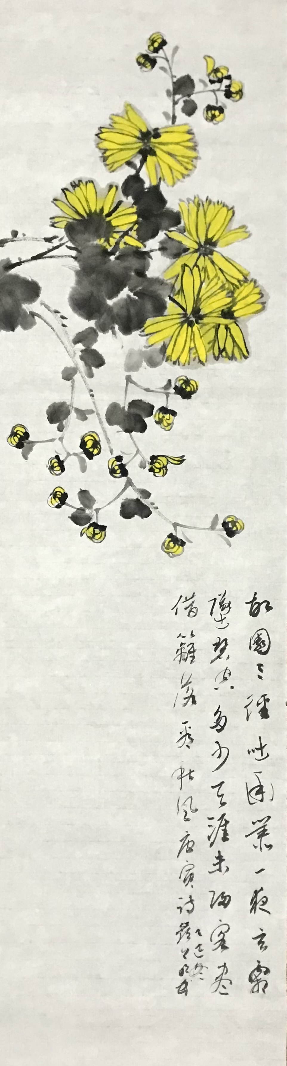 菊花图