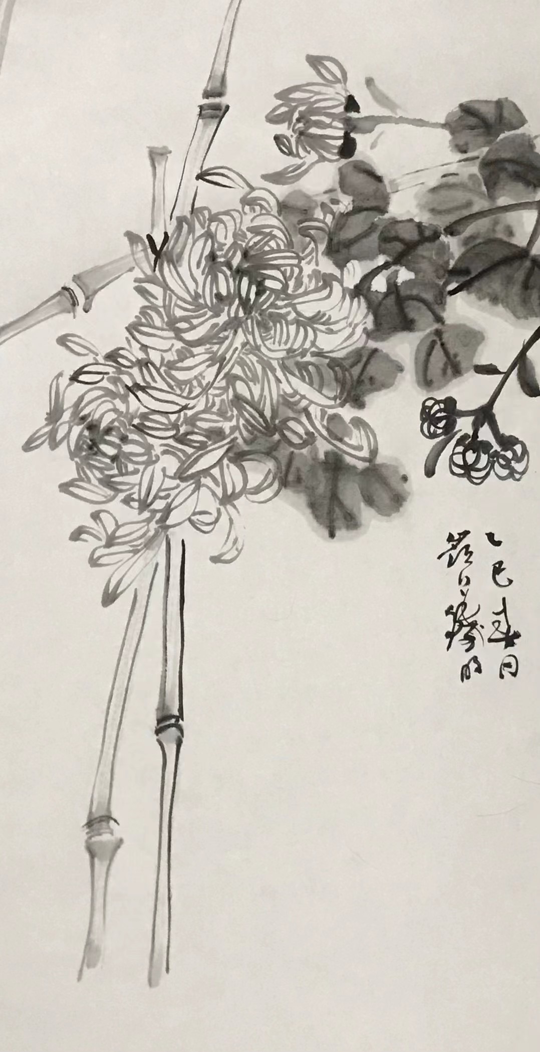 菊花图