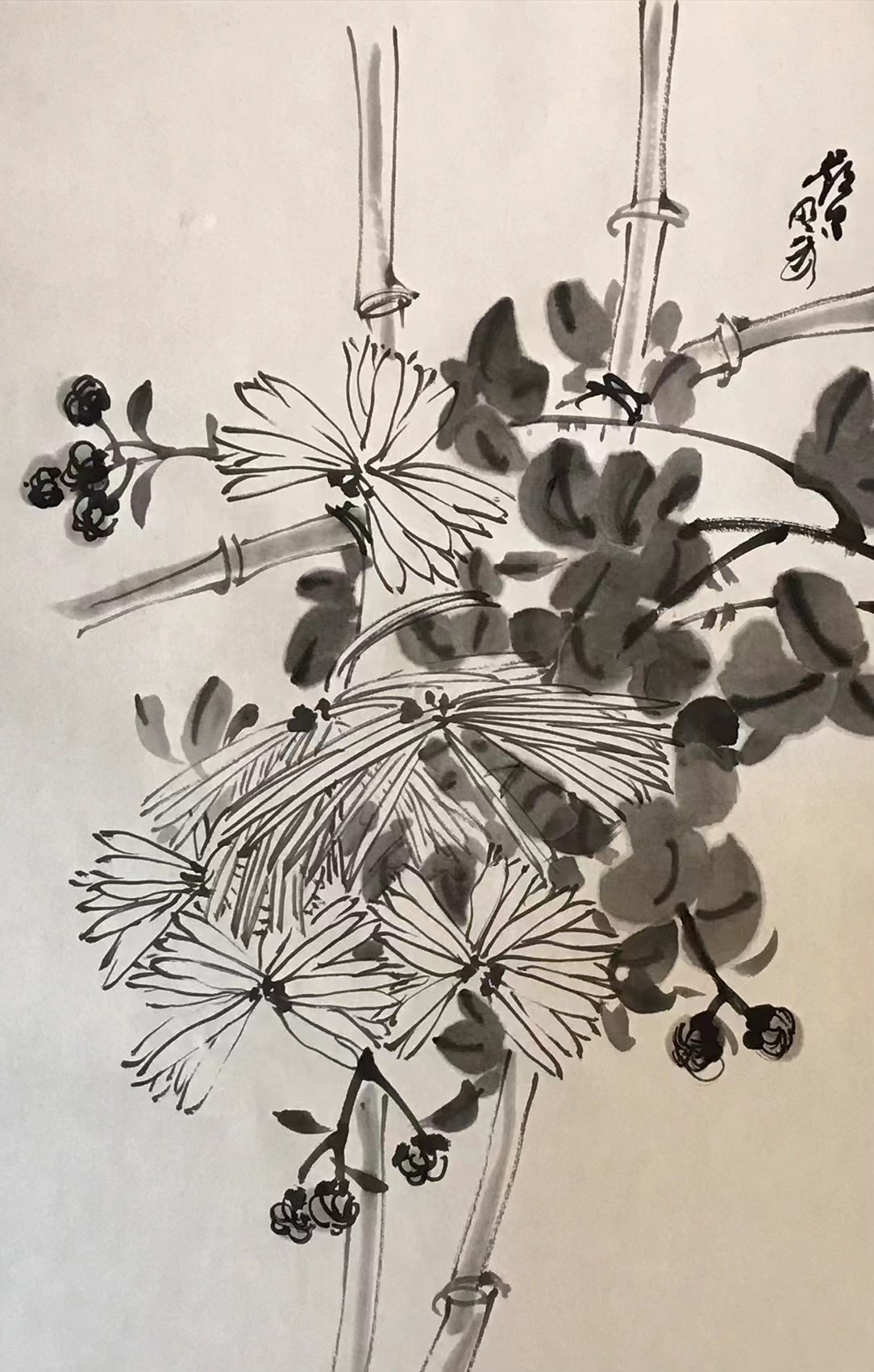 菊花图